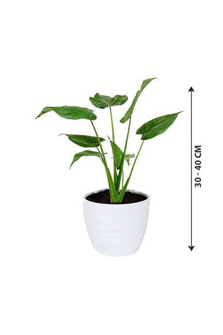 Alocasia Cucullata – Buddha’s Palm Plant