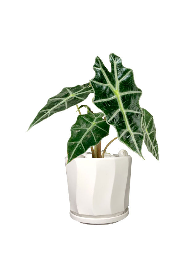 Elegant Alocasia Polly plant in a modern planter, ideal for plant hire services by Plantsworld.ae.
