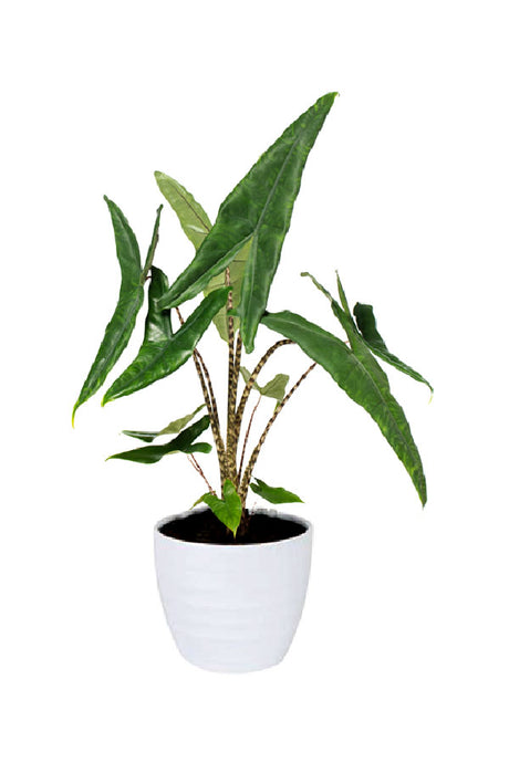 Alocasia Tigrina – Indoor plant with bold tiger-patterned leaves in a decorative pot