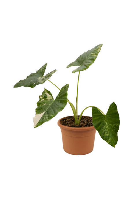 Alocasia Macrorrhiza Variegata – Rare Variegated Giant Elephant Ear Plant