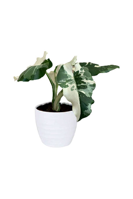Alocasia Macrorrhiza Variegata – Rare elephant ear plant with white and green variegated foliage in pot