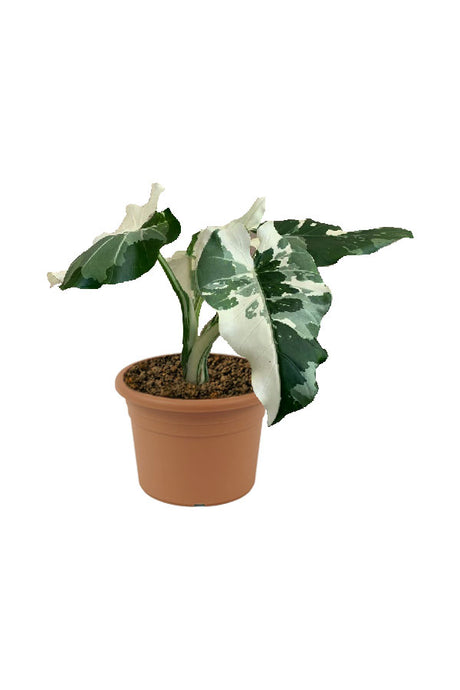 Alocasia Macrorrhiza Variegata – Giant Variegated Elephant Ear Indoor