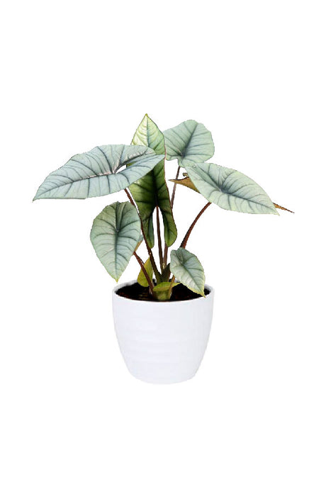 Alocasia Platinum – Elephant Ear plant with silvery, glossy leaves in decorative pot