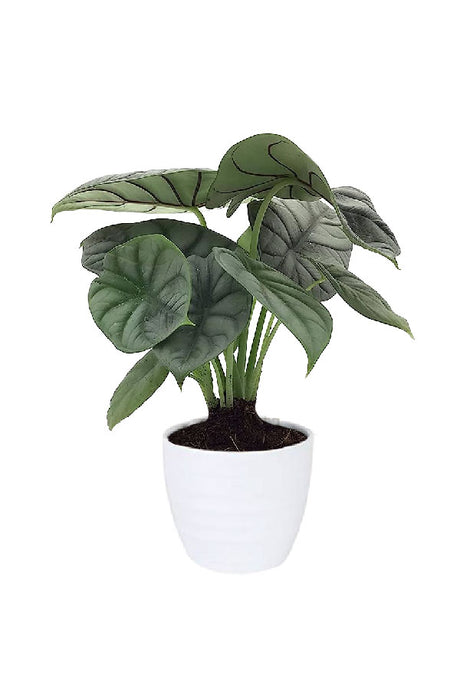 Alocasia Silver Dragon – Indoor plant with silver leaves and unique textures