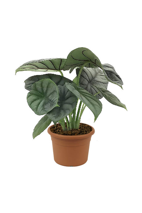 Alocasia Silver Dragon – Indoor Plant with Silver-Textured Leaves