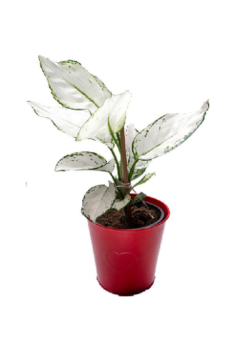 Aglaonema Super White – Stunning Indoor Foliage Plant for Clean Air