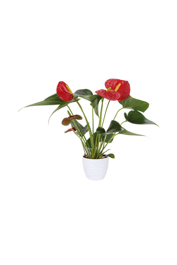 Platinum Office Combo Package