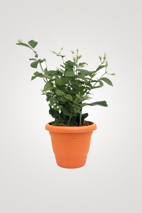 Best Fragrant Plants – Discover the Most Aromatic Plants