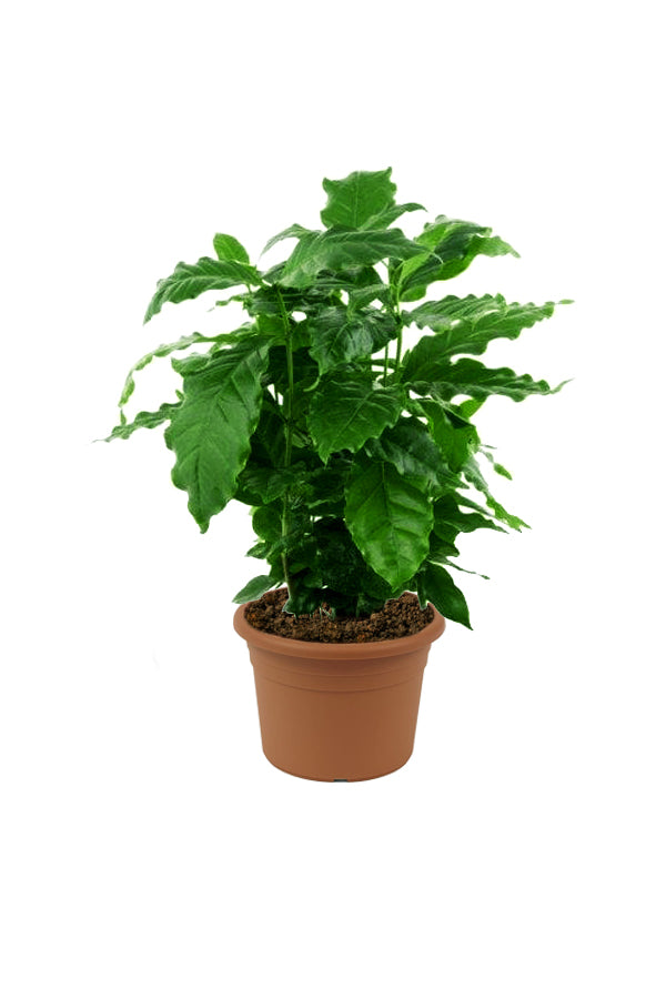 Arabian Coffee Plant - Coffee Shrub Of Arabia