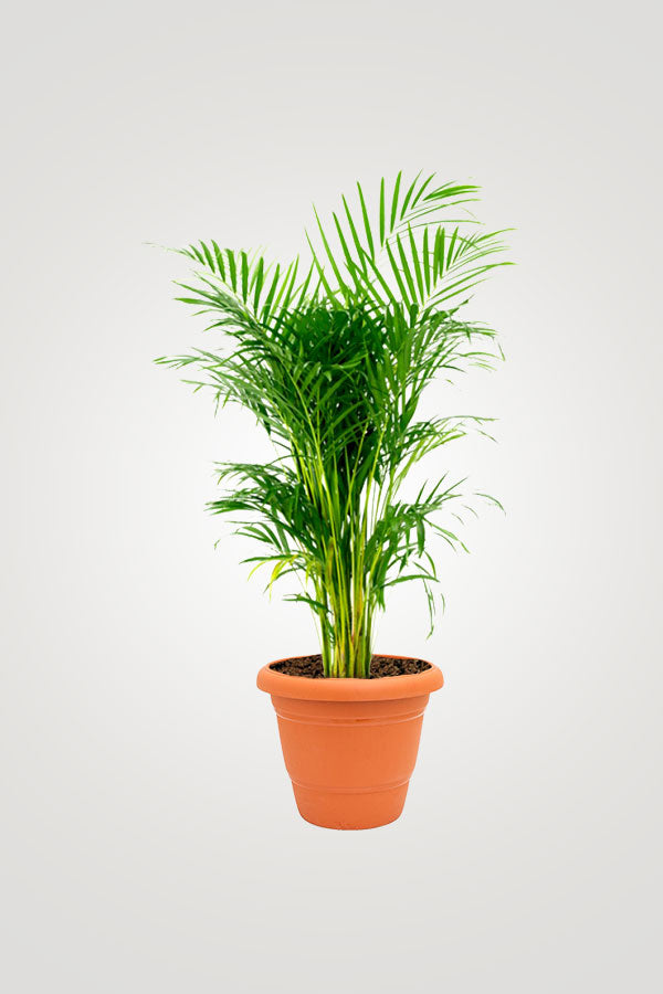 Charming Flowering Plants – Beautiful Blooms for Your Home & Garden