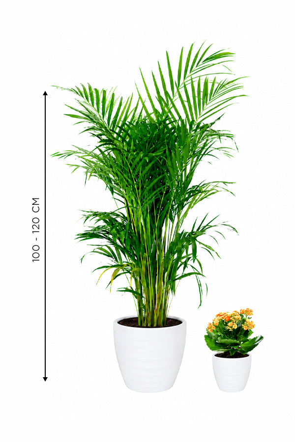 Father's Day Special – Areca Palm with Free Kalanchoe (Assorted Colors)