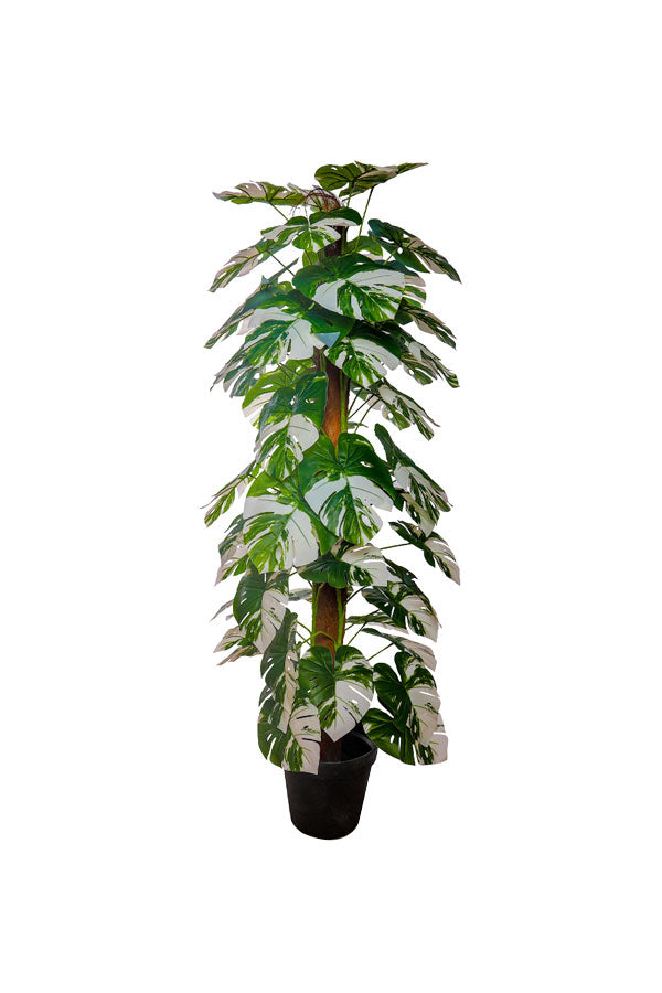 Artificial Plant - Monstera Varigated