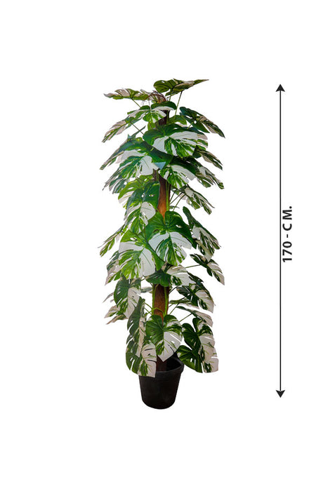 Artificial Plant - Monstera Varigated