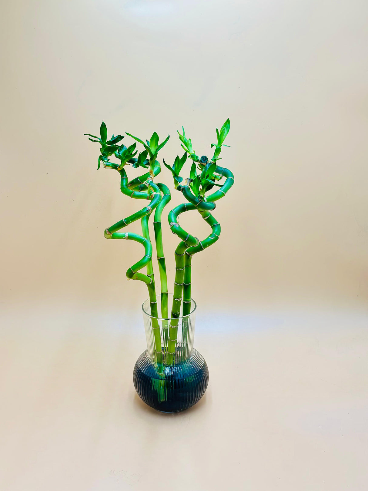 Lucky Bamboo Stick In Glass Vase With Black Stones
