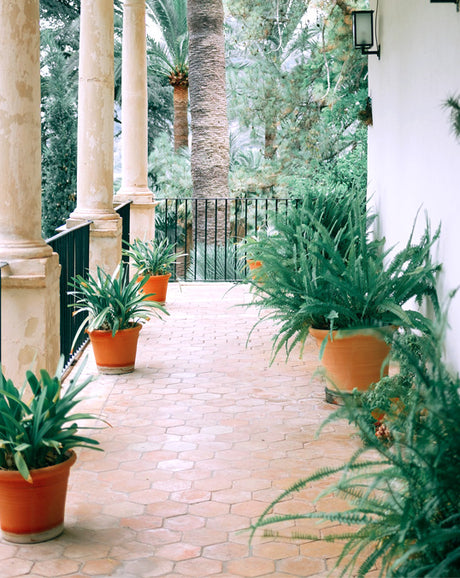 Balcony Garden – Ruby Edition with Flowering Plants and Designer Pots in Dubai