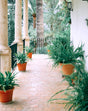 Balcony Garden – Ruby Edition with Flowering Plants and Designer Pots in Dubai