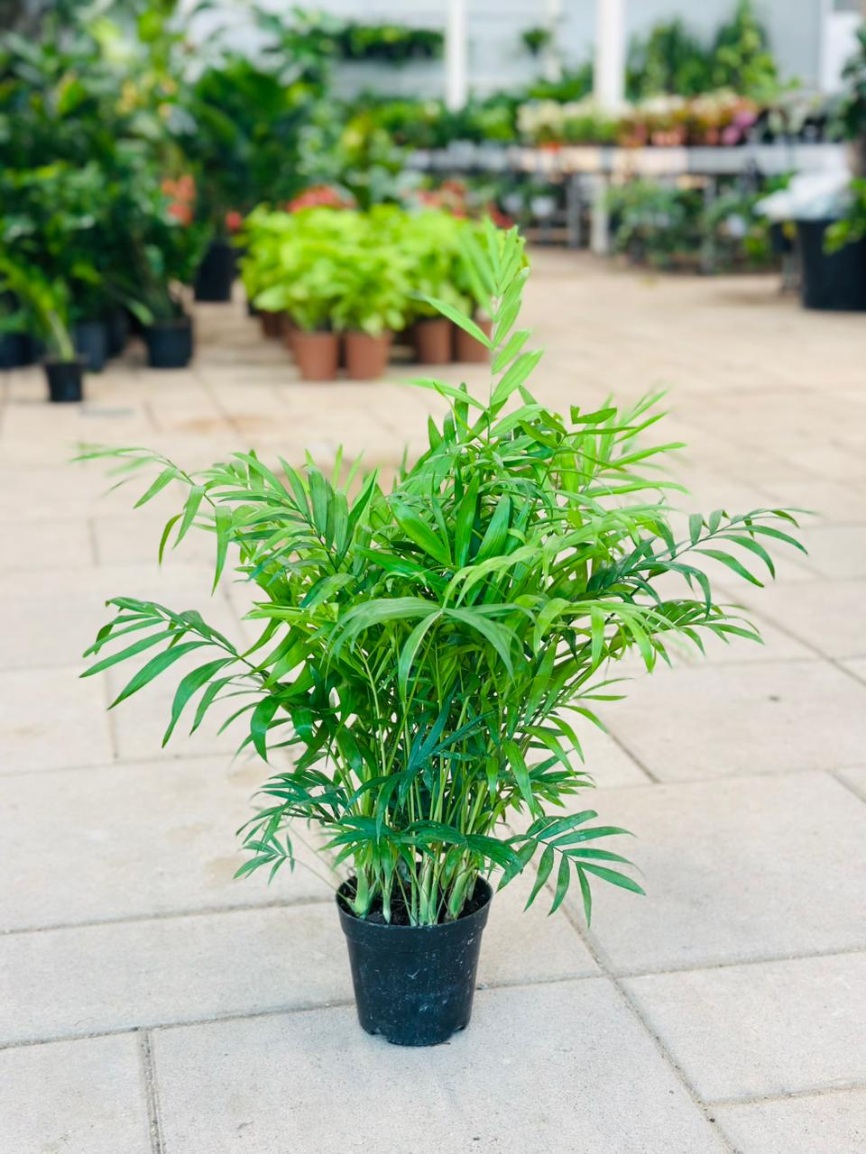 Bamboo Palm - Chamaedorea Elegans - Bushy