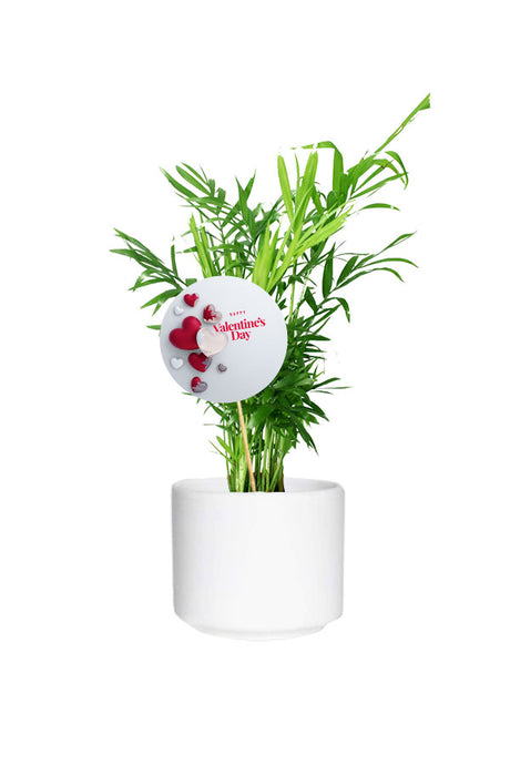 Bamboo Palm in a stylish pot with a Valentine’s Day card
