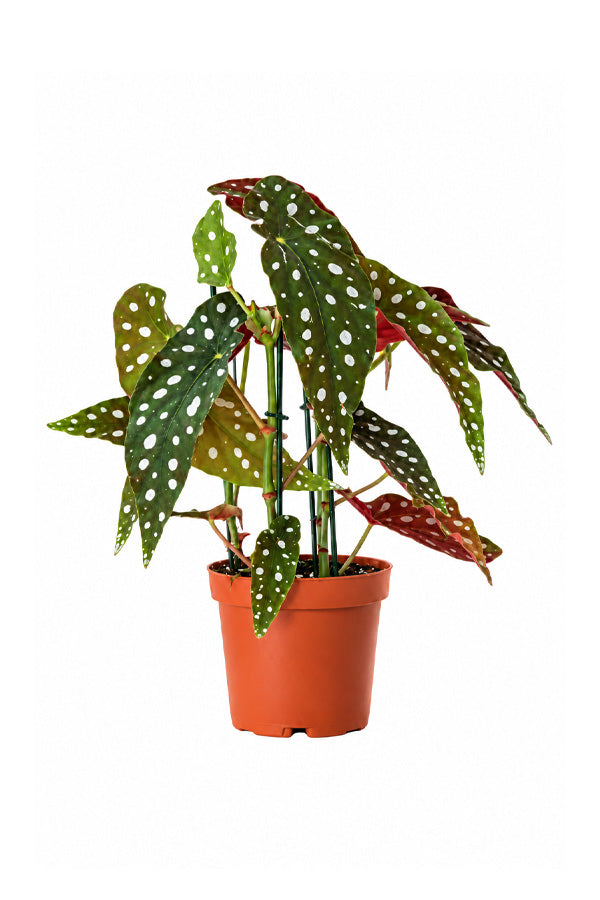 Begonia maculata with red-backed spotted leaves in terracotta pot, indoor plant Dubai