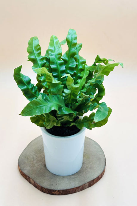 Bird Nest Fern – Water Plant in Decorative Pot