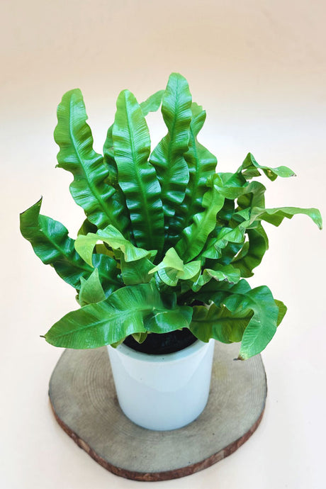 Bird Nest Fern water plant with lush green fronds – indoor decoration UAE