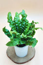 Bird Nest Fern water plant with lush green fronds – indoor decoration UAE