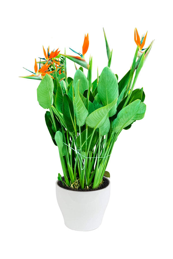 Bird Of Paradise - Strelitzia Reginae