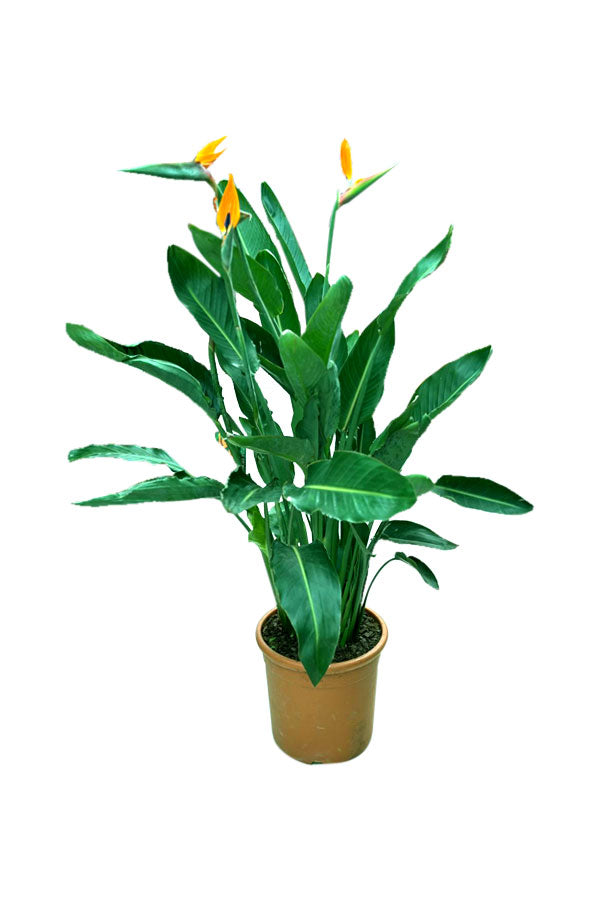 Bird Of Paradise - Strelitzia Reginae