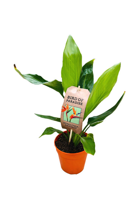 Bird of Paradise - Mini for Sale at PlantsWorld.ae - Exotic Miniature Plant