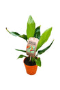 Bird of Paradise - Mini for Sale at PlantsWorld.ae - Exotic Miniature Plant