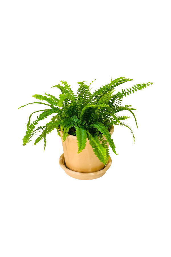 Boston Fern with Clay Pot – Beautiful Indoor Plant