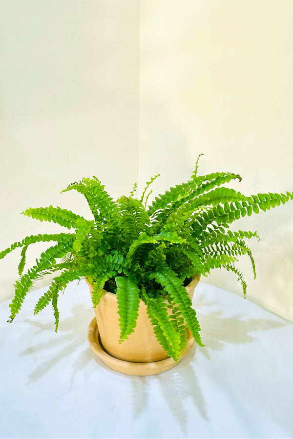Boston Fern with Clay Pot – Beautiful Indoor Plant