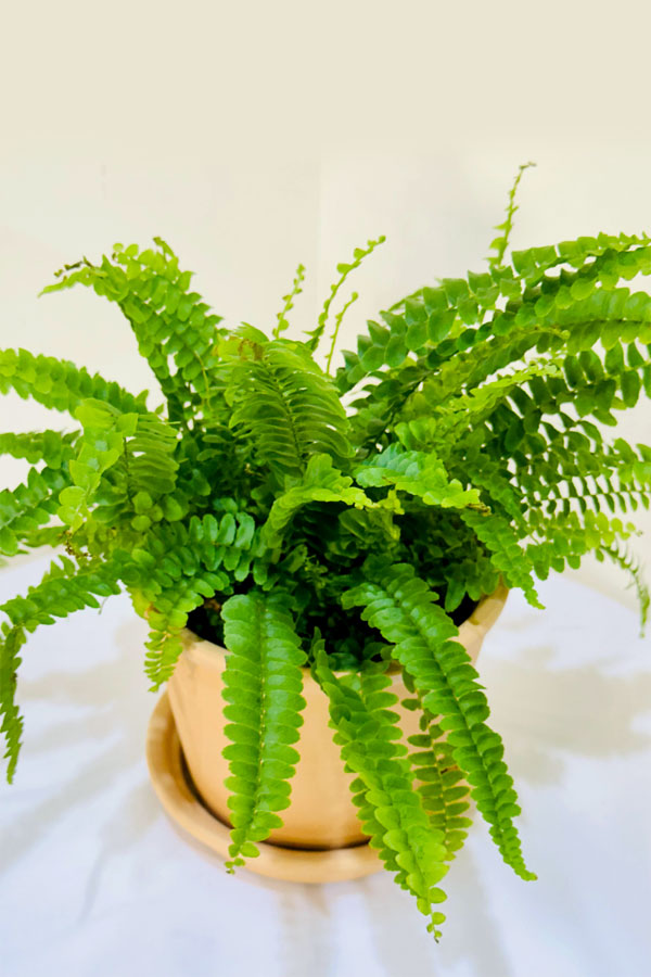 Boston Fern with Clay Pot – Beautiful Indoor Plant