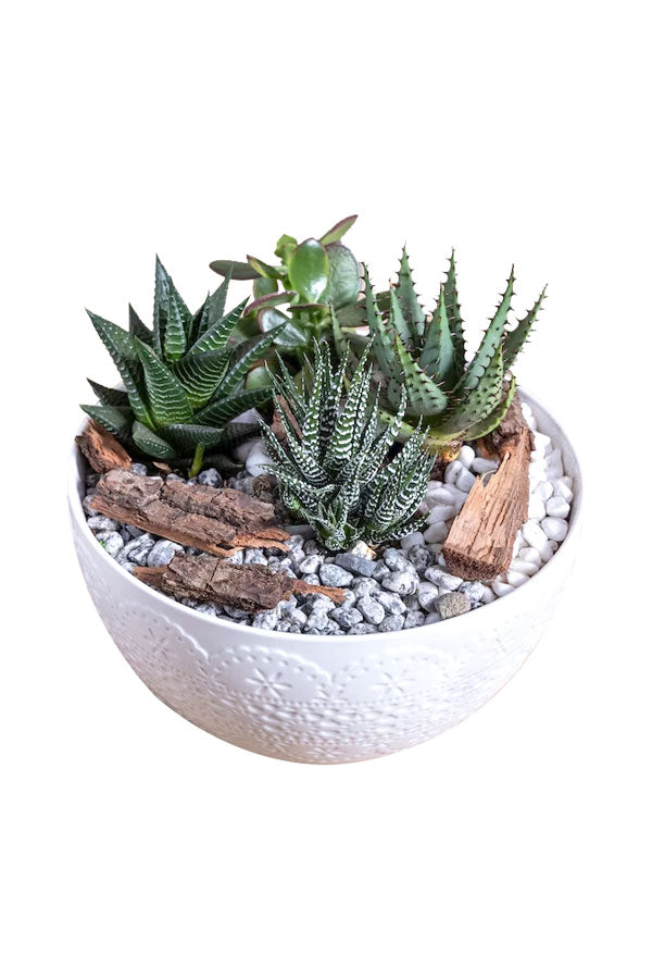 Botanic Beauty Bowls – Indoor Plant Dish Garden in Decorative Bowl