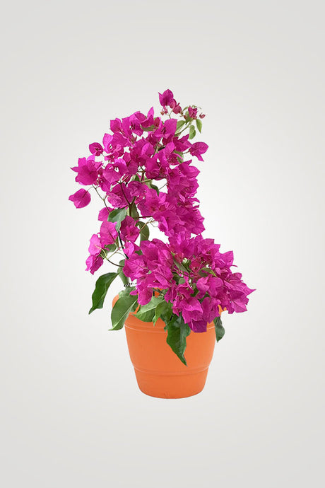 Balcony Blossom – Beautiful Flowering Plants