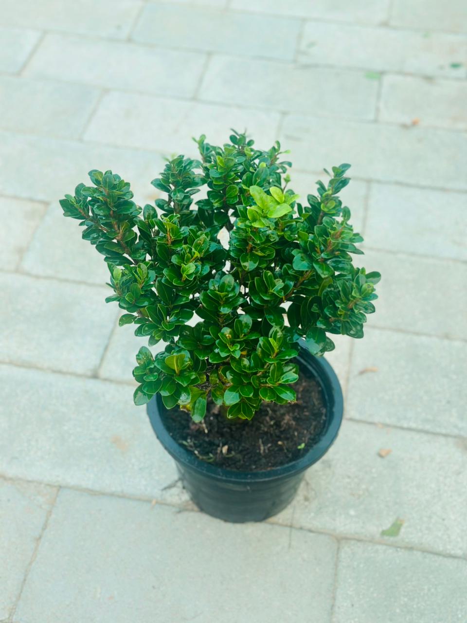 Boxwood Plant (Buxus)
