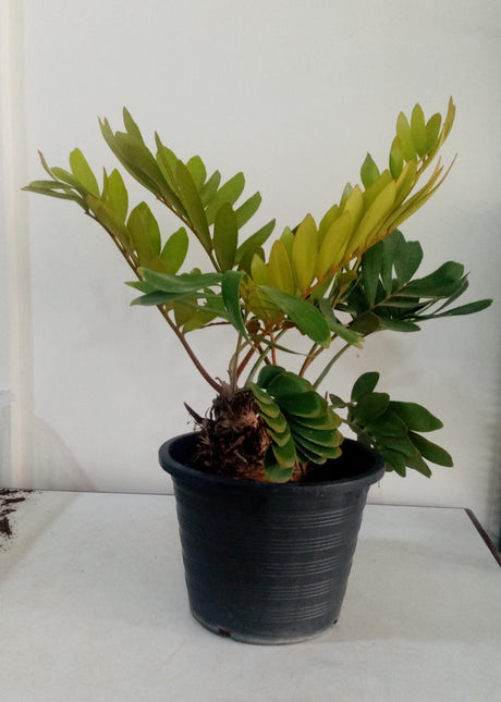Cardboard Palm - Zamia Furfuracea | Hardy and Unique Indoor-Outdoor Plant