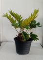 Cardboard Palm - Zamia Furfuracea | Hardy and Unique Indoor-Outdoor Plant