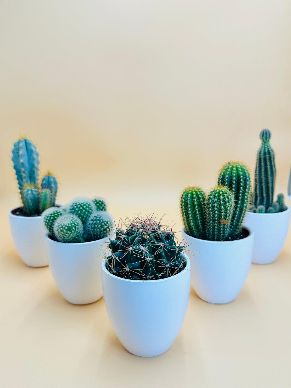 Cactus Collection with a variety of cacti in sleek ceramic pots – stylish, low-maintenance indoor plants from PlantsWorld.ae.