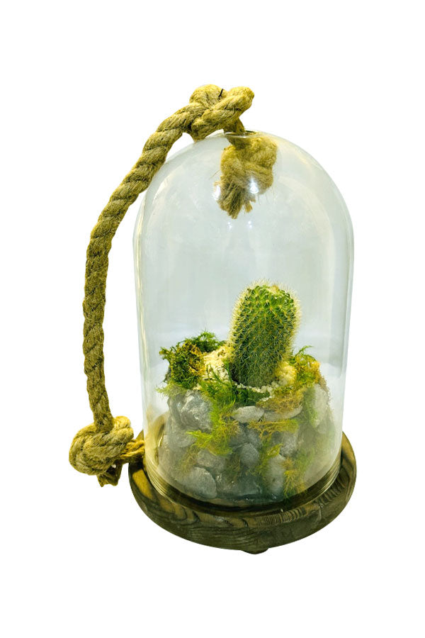 Cactus Terrarium Glass Planter for cacti and home decor