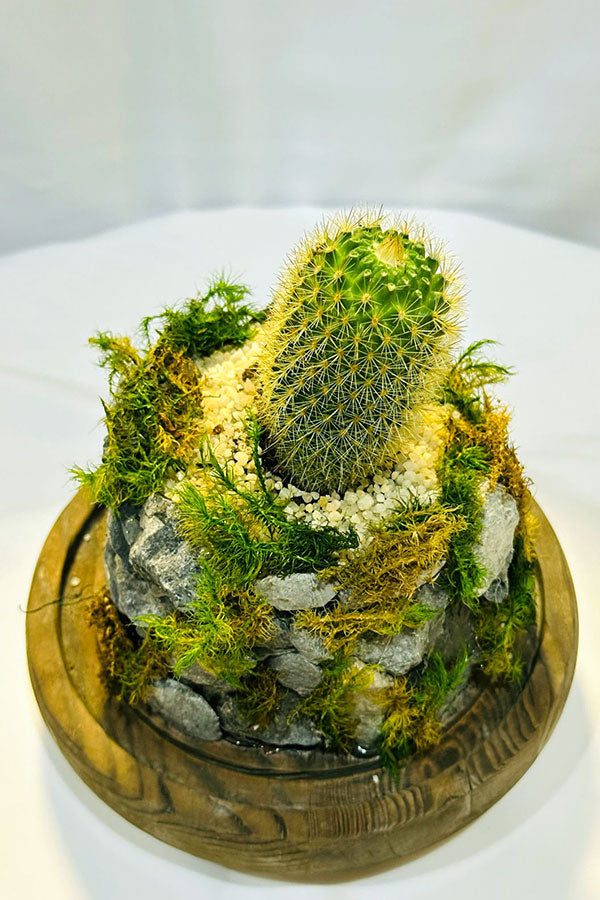 Cactus Terrarium