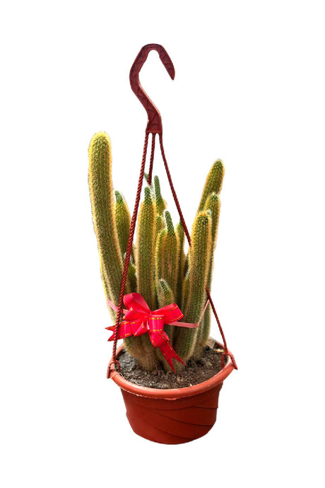Hanging Cactus - Beautiful Indoor Hanging Plant for Home & Office Decoration | PlantsWorld.ae