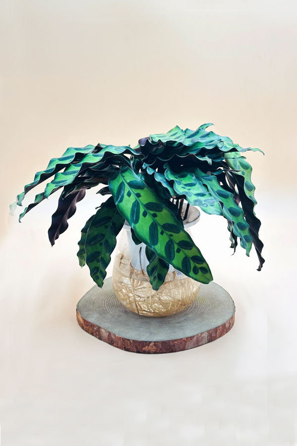 Calathea Lancifolia indoor plant – decorative water-loving houseplant in UAE