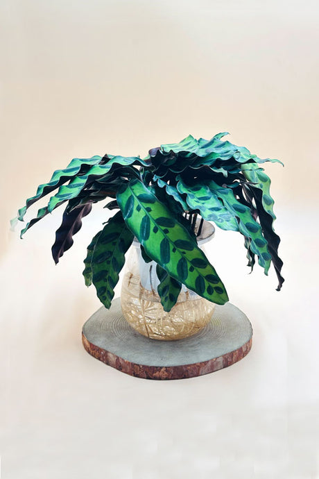 Calathea Lancifolia indoor plant – decorative water-loving houseplant in UAE