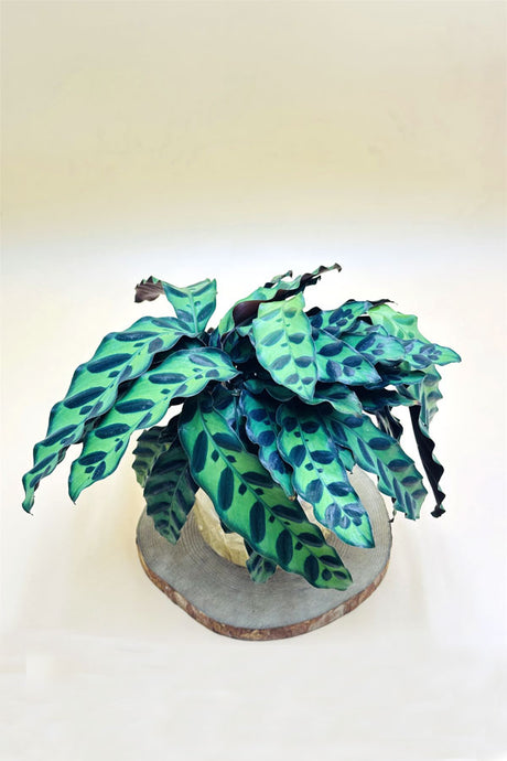 Calathea Lancifolia – Live Decorative Indoor Plant in Pot