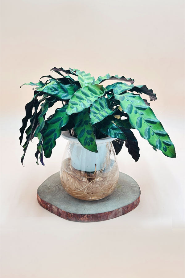 Calathea Lancifolia – Live Decorative Indoor Plant in Pot