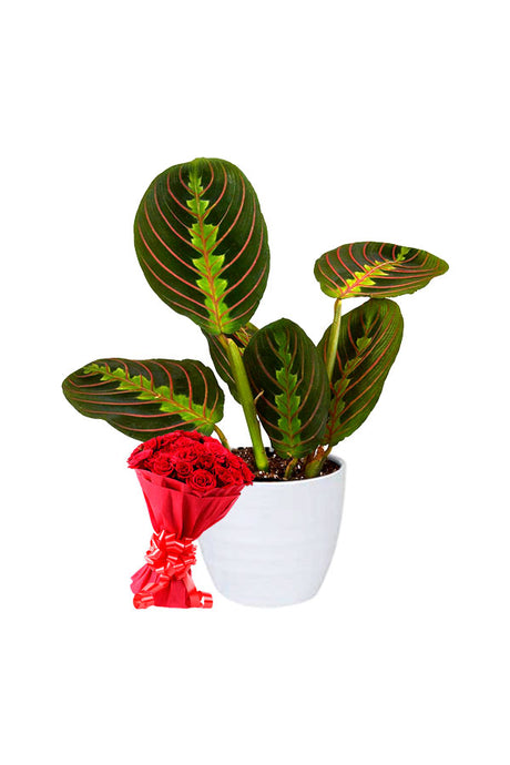 Calathea Maranta with colorful flower bouquets arranged in a stylish gift setting