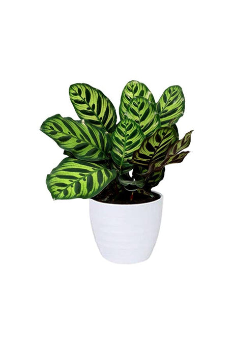 Calathea Zebrina (Goeppertia zebrina) Zebra Plant with unique striped leaves - perfect for indoor decor