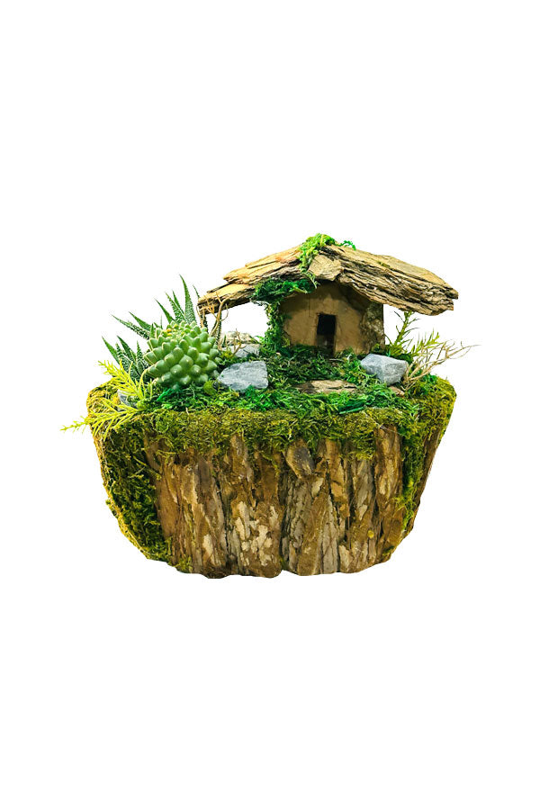 Cactus and Succulent Arrangement in Plant Dish – Perfect for Indoor Gardens and Home Decor