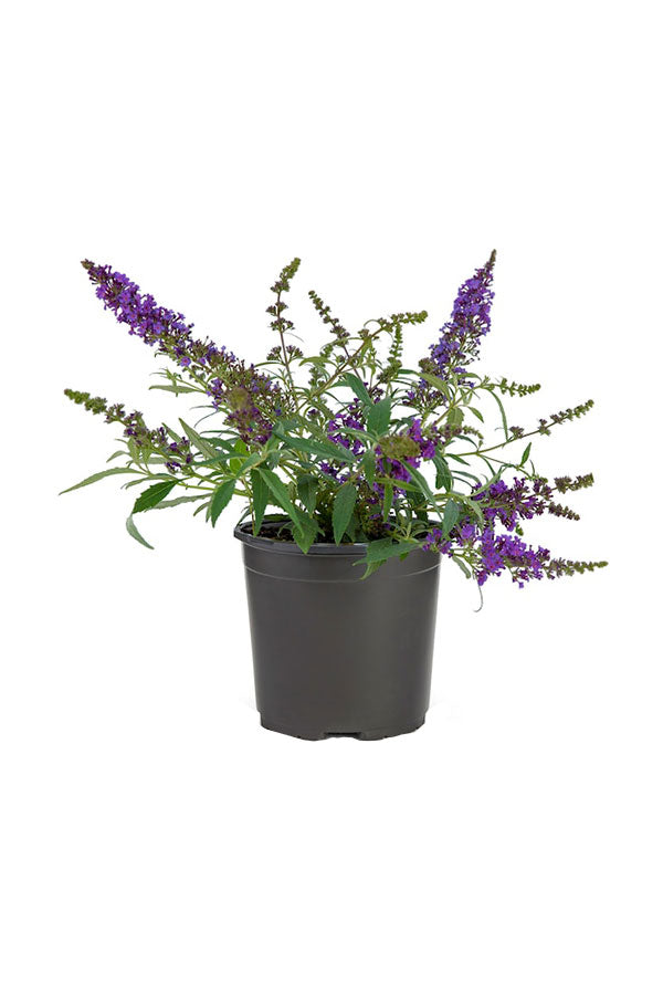 Chaste Tree - Vitex Agnus